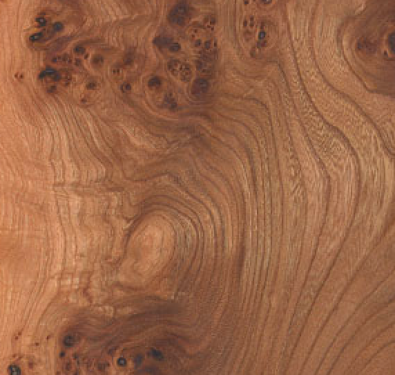 An image of a beautiful wood grain. Carpathian Elm.
