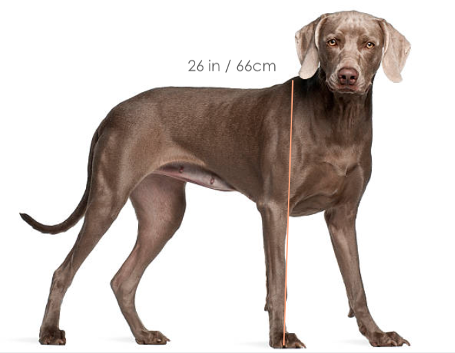 A tall light brown dog stands and looks at you. From his front legs to his shoulders, he measures 26 inches / 66 centimeters tall.