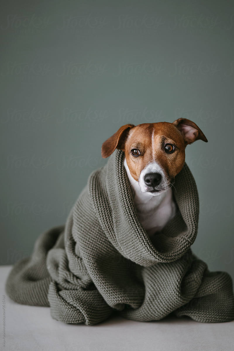 A Jack Rusell Terrier is wrapped in a blanket looking a bit sad.