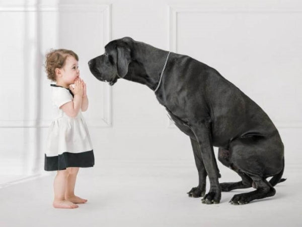 A large grey Great Dane is face-to-face with a sweet, barefoot toddler in a lovely dress.